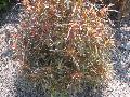 Sizzle Scissors Copper Plant / Acalypha 